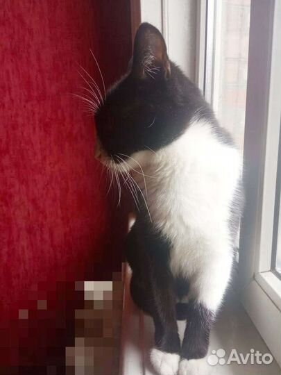 Кошка- мышеловка Шкодик