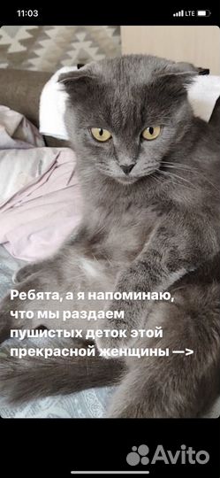 Котята метисы