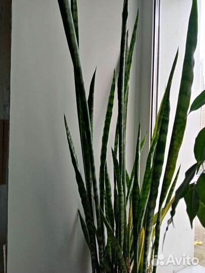 Сансевьерия