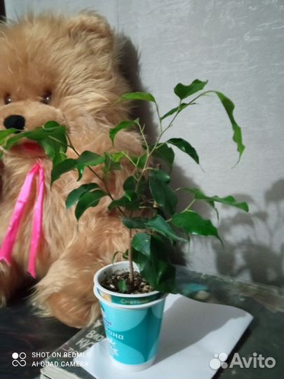 Фикус бенджамина