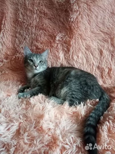 Прекрасная красавица