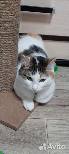 Кошка ищет дом
