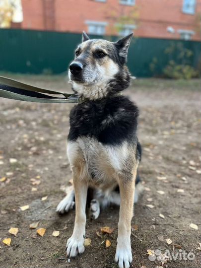 Помогите Вербе побороть страх