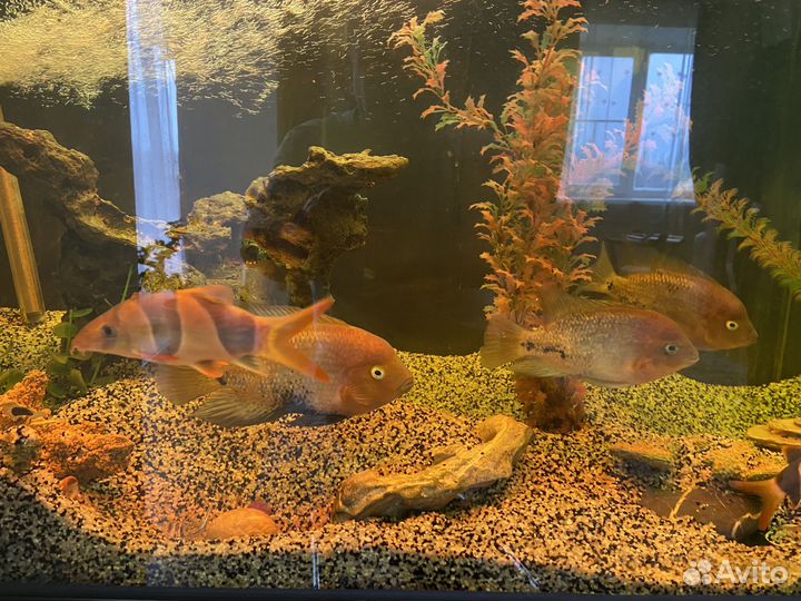 Рыба цихлозома радужная