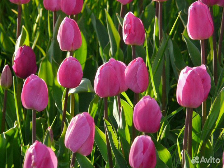 Тюльпаны оптом от производителя