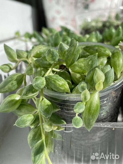 Крестовник (Сенецио) Геррейна вар. комнатные раст