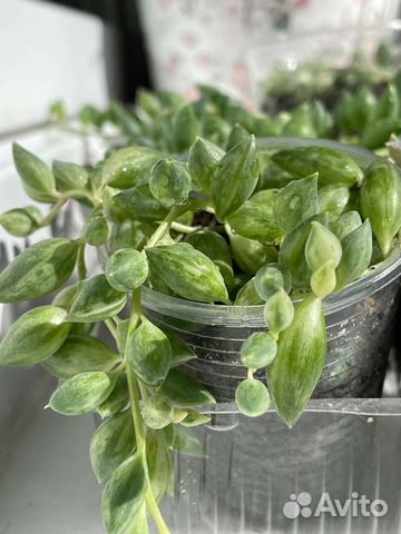 Крестовник (Сенецио) Геррейна вар. комнатные раст