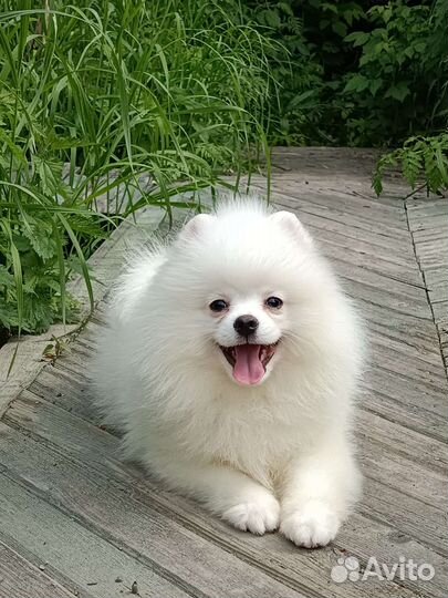 Белые мальчики