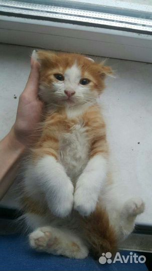 Продам котят