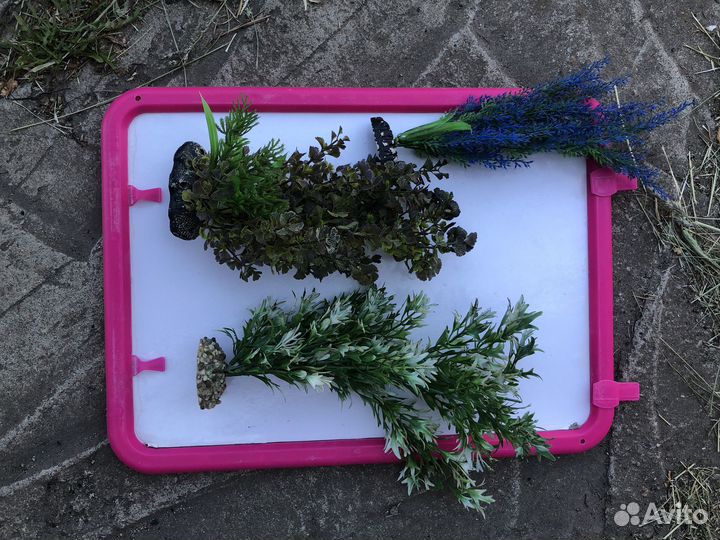 Аквариумные рыбки