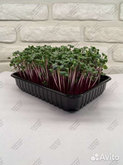 Микрозелень