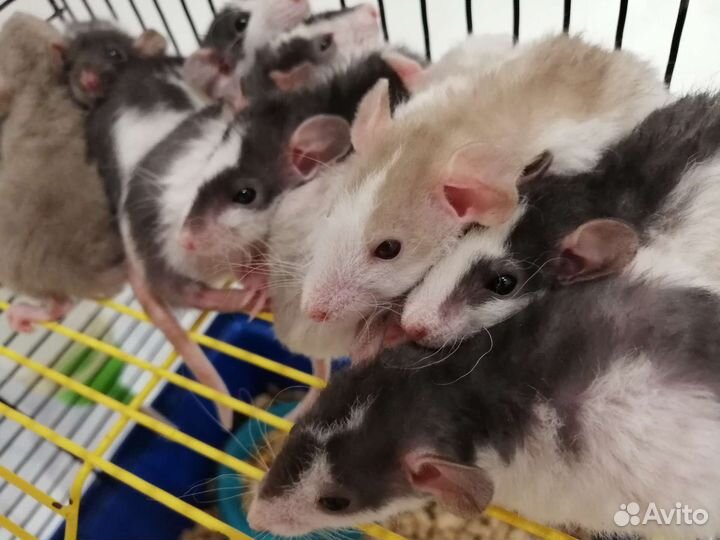 Крысята крыски Дамбо рекс крысы