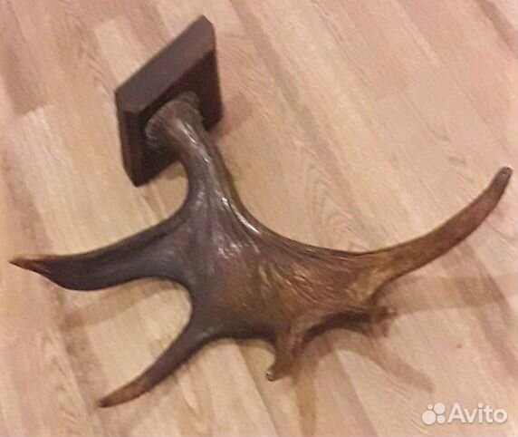 Рог лося с медальоном