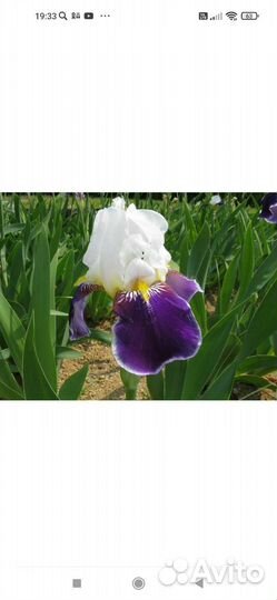 Ирис