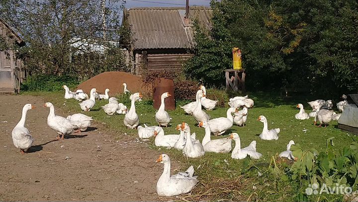 Гуси, порода Линда, продажа
