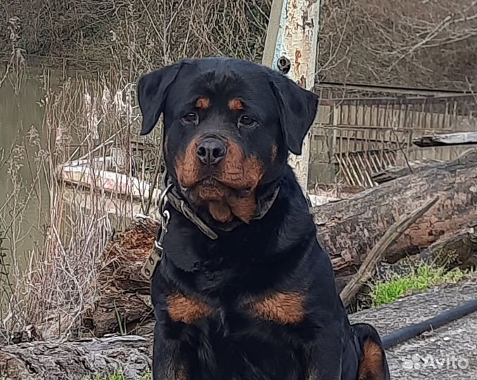 Щенки ротвейлера