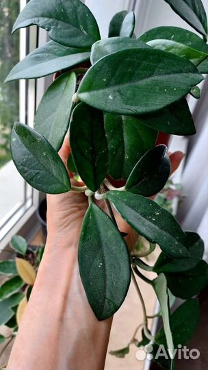 Комнатные домашние растения