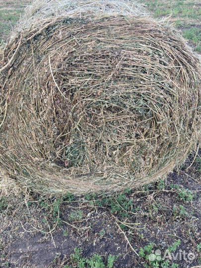 Сено в рулонах