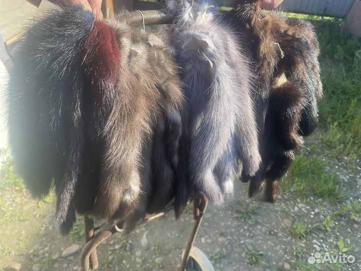 Хвосты норки