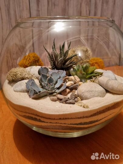 Флорариум с суккулентами в вазе шар
