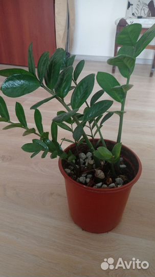 Замиокулькас