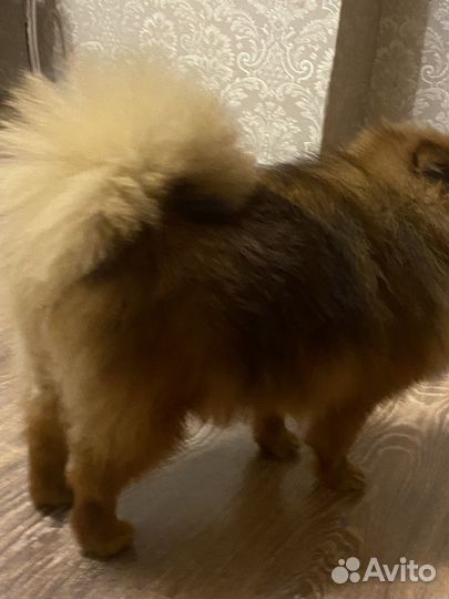 Собака щпиц 9 мес