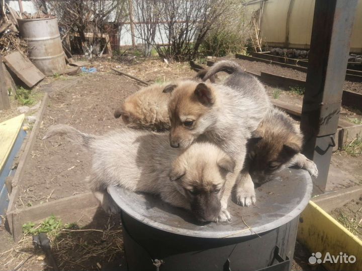 Воленд лайка волк