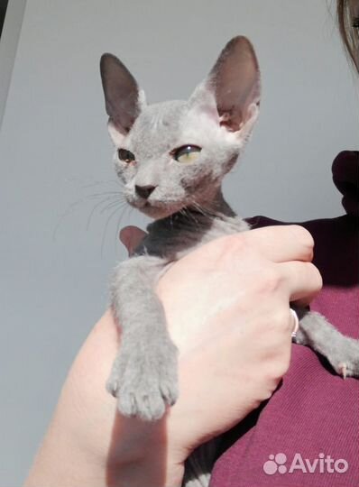 Канадский сфинкс котенок