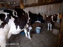 Продам скот: 2х коров, быка, тёлку и телёнка