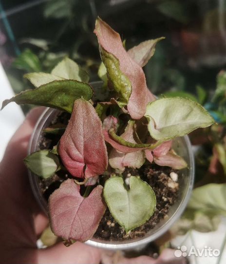 Сингониумы