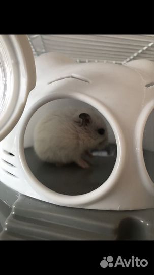 Джунгарский хомяк с клеткой