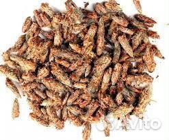 Почки сосны