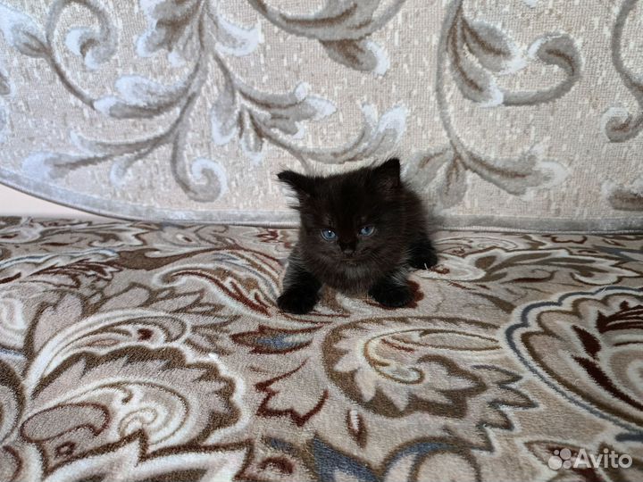 Кошка в дар