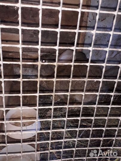 Кролики виликаны