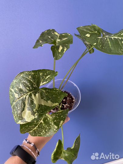 Сингониумы