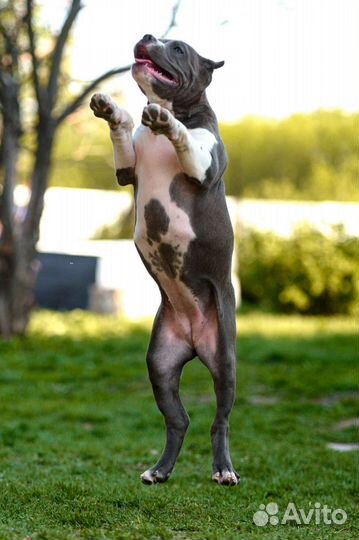 Американский булли тип XL