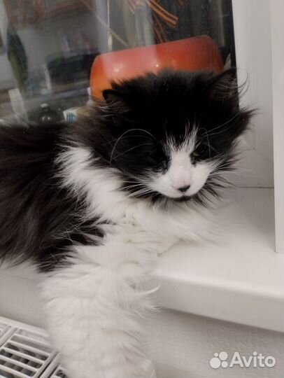 Котик,8 месяцев,крупный