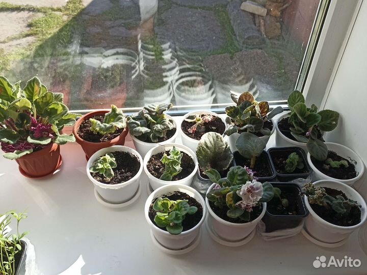 Комнатные цветы Фиалки