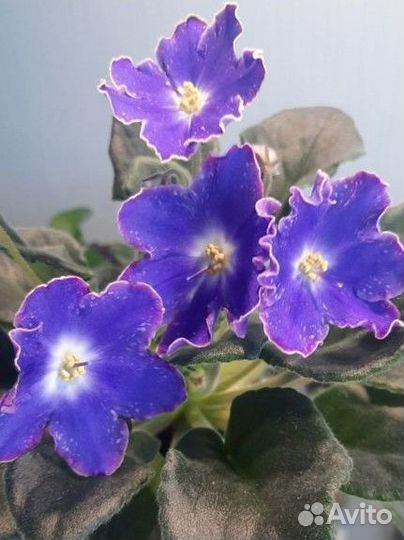 Детки фиалки нд уральские самоцветы