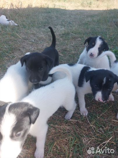 Щенки 2месяца ищут дом