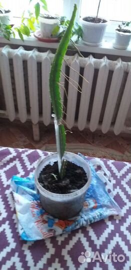 Питахайя(драконий зуб)пложоносящий кактус