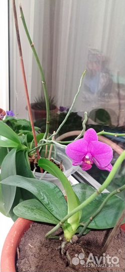Орхидея фаленопсис