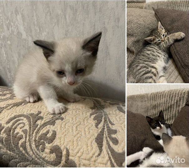 Кошка в дар