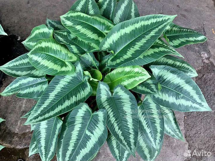 Шизматоглоттис