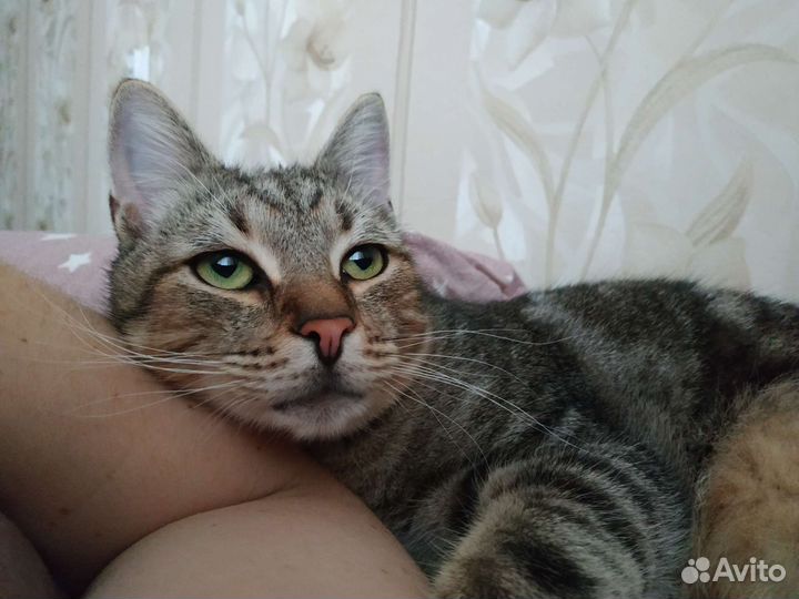 Ласковый котик