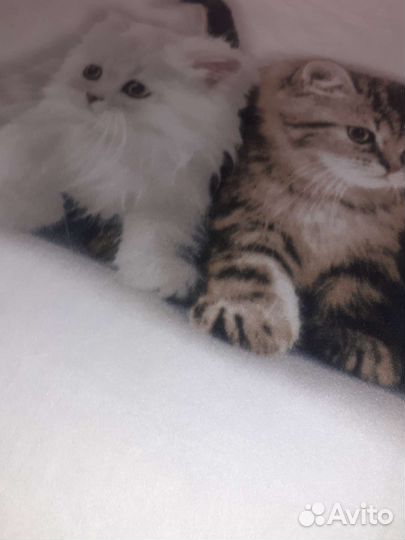 Новый Белоснежный плед с котятами.175х135см в упак