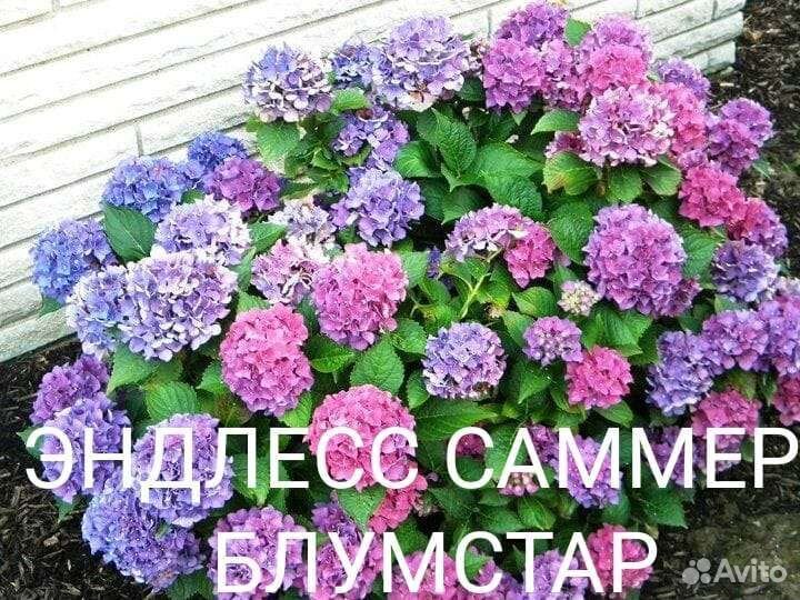 Гортензия крупнолистная