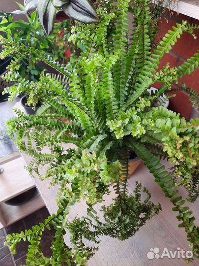 Папоротник cordifolia handy редкость