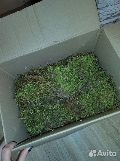 Стабилизированный мох оптом