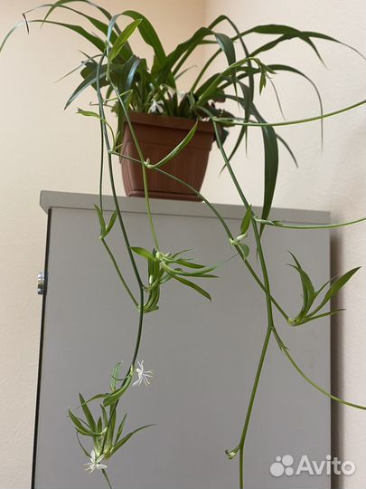 Хлорофитум и кислица